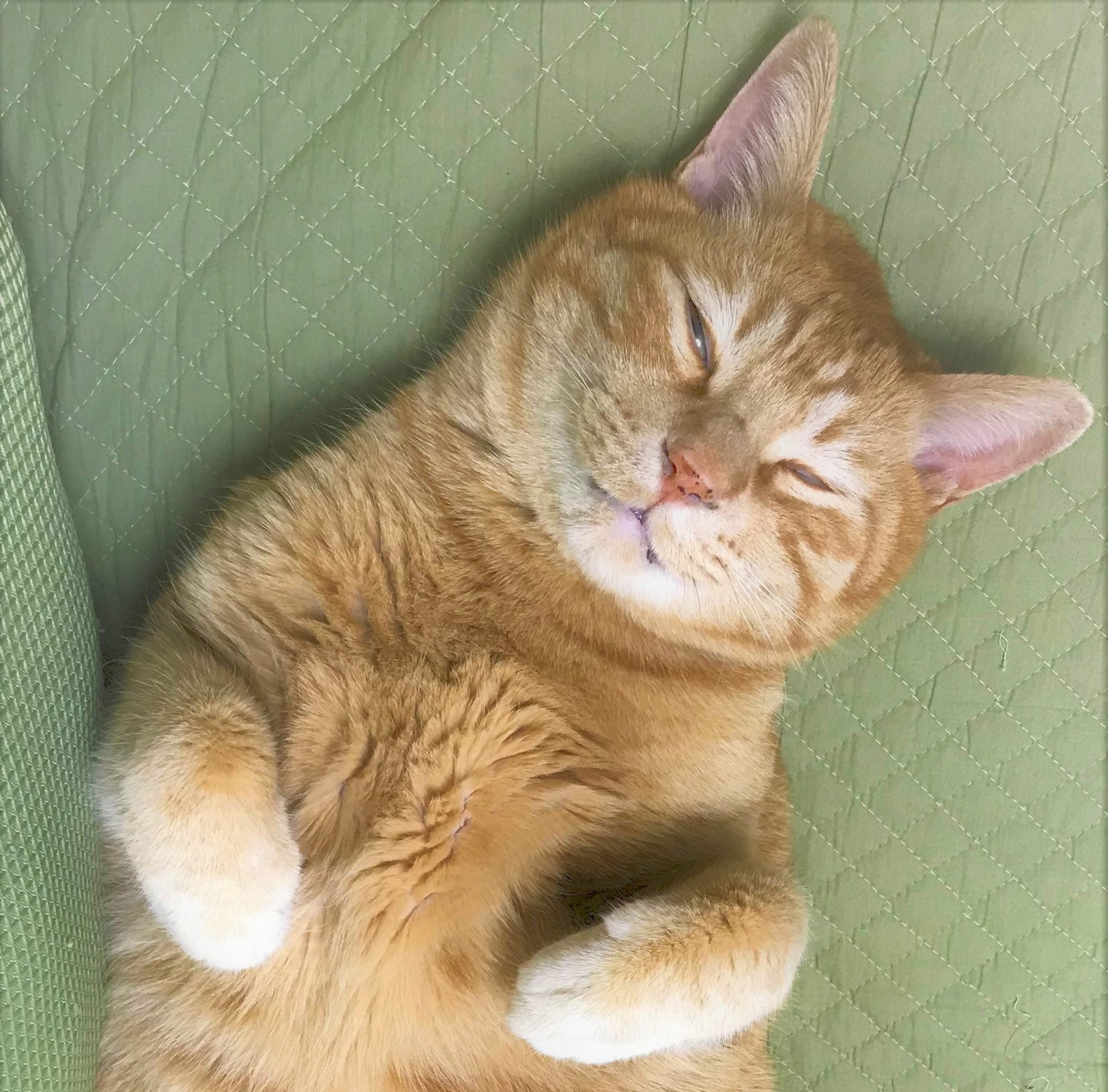 非公開: S字型│抱き枕レビュー30代男性・腰痛・肩こり改善│抱き方も紹介