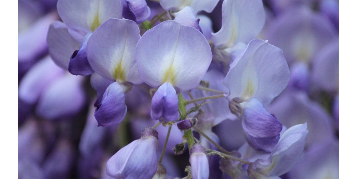 【なぜ？】フジイロムシクイの不思議な色と理由│かわいい画像まとめ